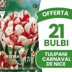 ERBJUDANDE 21 TULPANBULBER DUBBLA BLOMMAN CARNAVAL DE NICE BULBERT