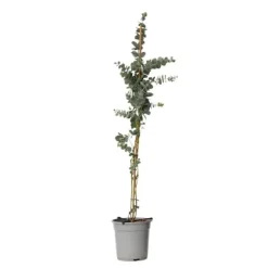 Eukalyptus - Eucalyptus cinerea 'Silver Dollar' - Höjd 90-110cm - ⌀19cm