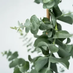 Eukalyptus - Eucalyptus cinerea 'Silver Dollar' - Höjd 90-110cm - ⌀19cm