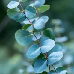 Eukalyptus - Eucalyptus cinerea 'Silver Dollar' - Höjd 90-110cm - ⌀19cm