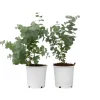 Eukalyptus - Set om 2 - Eucalyptus 'Pulverulenta' - Höjd 25-40cm - ⌀13cm