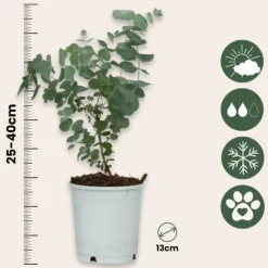 Eukalyptus - Set om 2 - Eucalyptus 'Pulverulenta' - Höjd 25-40cm - ⌀13cm