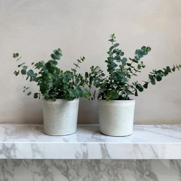 Eukalyptus - Set om 2 - Eucalyptus 'Pulverulenta' - Höjd 25-40cm - ⌀13cm