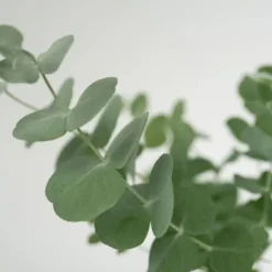 Eukalyptus - Set om 2 - Eucalyptus 'Pulverulenta' - Höjd 25-40cm - ⌀13cm