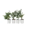 Eukalyptus - Set om 6 - Eucalyptus 'Pulverulenta' - Höjd 25-40cm - ⌀12cm