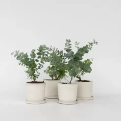 Eukalyptus - Set om 6 - Eucalyptus 'Pulverulenta' - Höjd 25-40cm - ⌀12cm