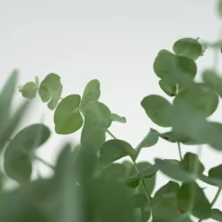 Eukalyptus - Set om 6 - Eucalyptus 'Pulverulenta' - Höjd 25-40cm - ⌀12cm