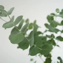 Eukalyptus - Set om 6 - Eucalyptus 'Pulverulenta' - Höjd 25-40cm - ⌀12cm