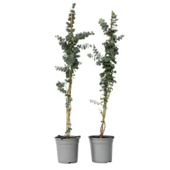 Eukalyptus - Set om 2 - Eucalyptus 'Silver Dollar' - Höjd 90-110cm - ⌀19cm