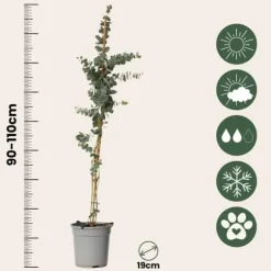 Eukalyptus - Set om 2 - Eucalyptus 'Silver Dollar' - Höjd 90-110cm - ⌀19cm