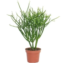 Euphorbia tirucalli - kritvax - stor växt i kruka 12 cm