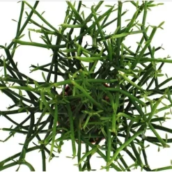 Euphorbia tirucalli - kritvax - stor växt i kruka 12 cm