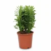 Euphorbia Trigona Kaktus Ø12 cm Höjd ca 40 cm