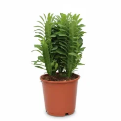 Euphorbia Trigona Kaktus Ø12 cm Höjd ca 40 cm