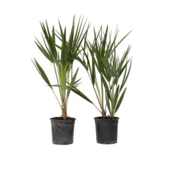 Europeiska Dvärgpalm - Set om 2 - Chamaerops humilis - Höjd 50-60cm - ⌀15cm