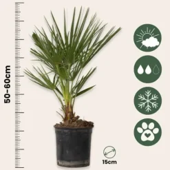 Europeiska Dvärgpalm - Set om 2 - Chamaerops humilis - Höjd 50-60cm - ⌀15cm