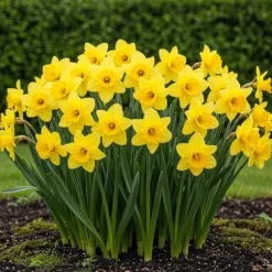 Exotisk blomknöl - Narciss Narcis Carlton (15 stycken) diameter 12-14cm