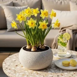 Exotisk blomknöl - Narciss Narcis Carlton (15 stycken) diameter 12-14cm