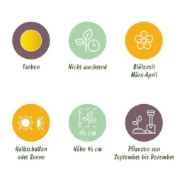 Exotisk blomknöl - Narciss Narcis Carlton (15 stycken) diameter 12-14cm