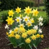 Exotisk blomsterknölmix - Narcissus Narcis Botanisk Mix (20 stycken) diameter 10-12 cm