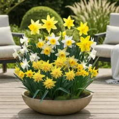 Exotisk blomsterknölmix - Narcissus Narcis Botanisk Mix (20 stycken) diameter 10-12 cm