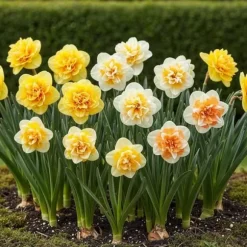 Exotisk blomsterlök - Dubbla Narcisser Mix gul och vit (10 stycken) diameter 12-14 cm