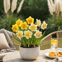 Exotisk blomsterlök - Dubbla Narcisser Mix gul och vit (10 stycken) diameter 12-14 cm