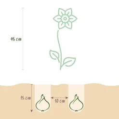 Exotisk blomsterlök - Dubbla Narcisser Mix gul och vit (10 stycken) diameter 12-14 cm