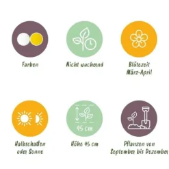 Exotisk blomsterlök - Dubbla Narcisser Mix gul och vit (10 stycken) diameter 12-14 cm