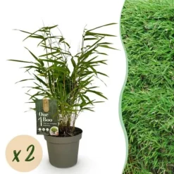 Exotisk hjärta Bambus - Fargesia rufa - Grön - Set med 2 krukor 14cm Höjd 35cm