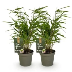 Exotisk hjärta Bambus - Fargesia rufa - Grön - Set med 2 krukor 14cm Höjd 35cm