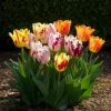 Exotisk hjärta blomknölar - Tulpaner Tulipa Flaming Beauty Mix (15 stycken) diameter 11-12cm