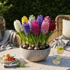 Exotisk hjärta blomlökar - Hyacint blandade färger (10 stycken) diameter 14-15cm