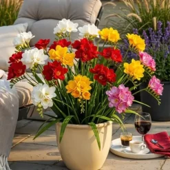 Exotisk hjärta blomsterlökar - Freesia Double Mix (40 stycken) diameter 5-6cm