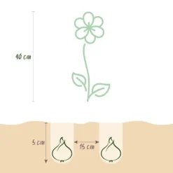 Exotisk hjärta blomsterlökar - Freesia Double Mix (40 stycken) diameter 5-6cm