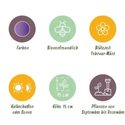 Exotisk hjärta blomstyr - Krokus Blå (30 stycken) diameter 7-8cm