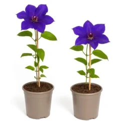 Exotisk hjärta Klätterväxter - Clematis The President - Set med 2 - Kruka 11cm