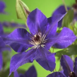 Exotisk hjärta Klätterväxter - Clematis The President - Set med 2 - Kruka 11cm
