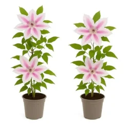 Exotisk hjärta klättrande växter - Clematis Nelly Moser - Set om 2 - kruka 11cm
