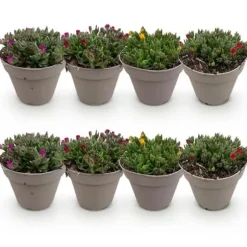 Exotisk hjärtan marktäckare - Delosperma Mix - rustik - Set om 8 - kruka på 14 cm