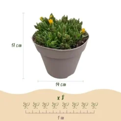 Exotisk hjärtan marktäckare - Delosperma Mix - rustik - Set om 8 - kruka på 14 cm