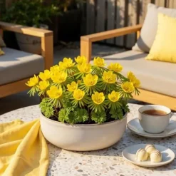 Exotiska blomsterlökar - Eranthis Cilicica (25 stycken) diameter 4-5cm