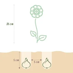 Exotiska blomsterlökar - Eranthis Cilicica (25 stycken) diameter 4-5cm
