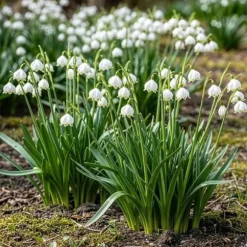 Exotiska blomsterlökar - Sommar Nodal Leucojum Aestivum - vit (20 stycken) diameter 8-9cm