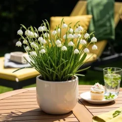 Exotiska blomsterlökar - Sommar Nodal Leucojum Aestivum - vit (20 stycken) diameter 8-9cm