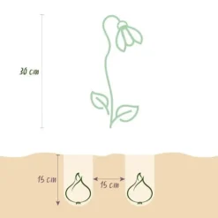 Exotiska blomsterlökar - Sommar Nodal Leucojum Aestivum - vit (20 stycken) diameter 8-9cm