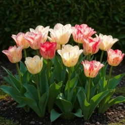 Exotiska blomsterlökar - Tulpaner Tulipa Hemisphere-Mix (12 styck) diameter 11-12cm