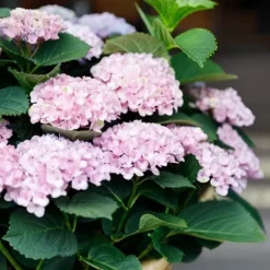 Exotiskt hjärta - Hortensia - Hydrangea Magical Revolution Pink - 6-10 blommor - kruka 23cm