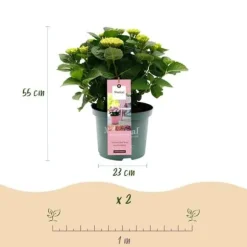 Exotiskt hjärta - Hortensia - Hydrangea Magical Revolution Pink - 6-10 blommor - kruka 23cm
