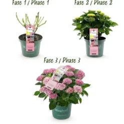 Exotiskt hjärta - Hortensia - Hydrangea Magical Revolution Pink - 6-10 blommor - kruka 23cm